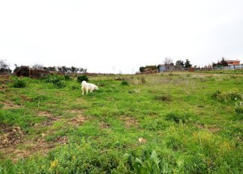 Foto 5 - Agricultural land Via borgo da monte, Monteprandone - photo 5