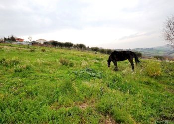 Foto 9 - Agricultural land Via borgo da monte, Monteprandone - photo 9