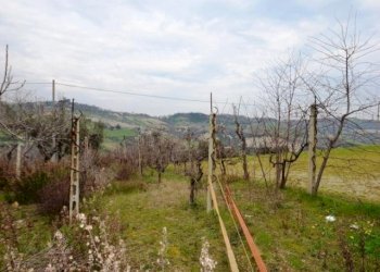 Foto 10 - Agricultural land Via borgo da monte, Monteprandone - photo 10