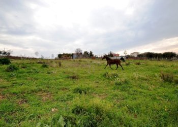 Foto 13 - Agricultural land Via borgo da monte, Monteprandone - photo 13