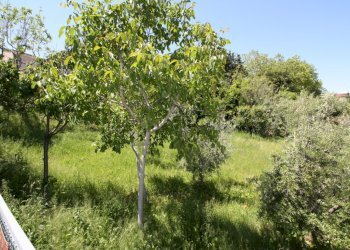 Foto 1 - Terreno edificabile VIA TEVERE, Monteprandone - foto 1