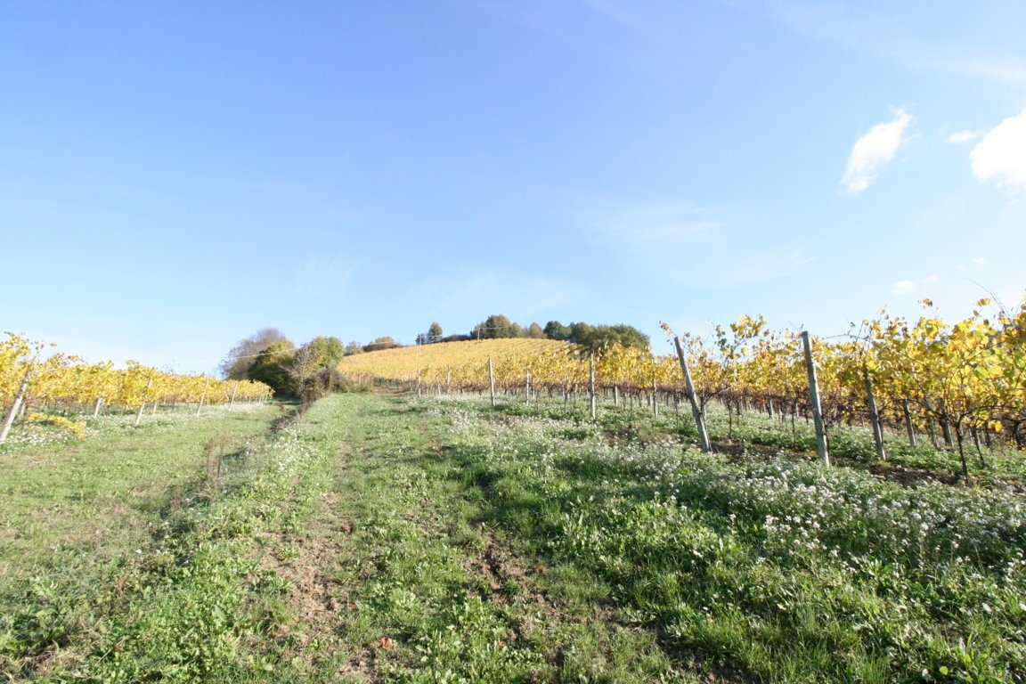 Foto 4 - Terreno agricolo contrada santimero, Ripatransone - foto 3