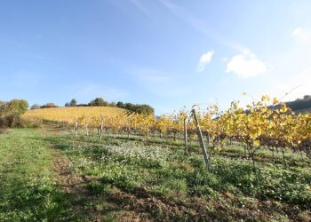 Foto 8 - Agricultural land contrada santimero, Ripatransone - photo 7