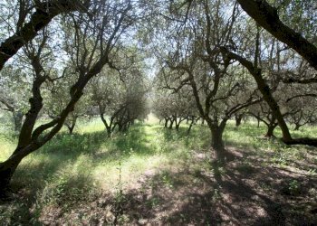 Foto 4 - Terreno edificabile VIA MATTEOTTI, Monteprandone - foto 4