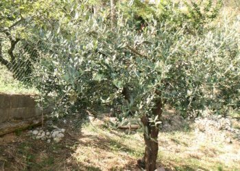 Foto 16 - Appartamento tomei, Montefiore dell'Aso - foto 15