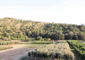 Foto 12 - Casa semi indipendente Contrada Vallecupa, Colonnella - foto 12