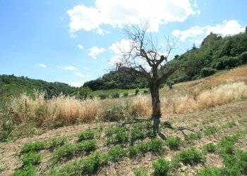 Foto 20 - Rustico contrada acquarola, Ripatransone - foto 18