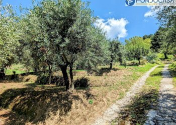 terreno - Villa Via Albetreta, Pietrasanta - foto 45