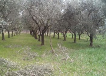 Foto 1 - Terreno agricolo via dei sepolcri
 
2, Pisa - foto 1