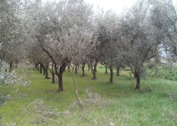 Foto 2 - Terreno agricolo via dei sepolcri
 
2, Pisa - foto 2