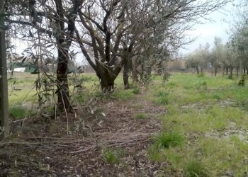 Foto 4 - Terreno agricolo via dei sepolcri
 
2, Pisa - foto 4