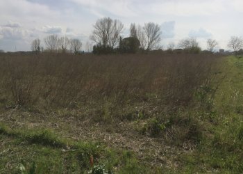 Foto 1 - Agricultural land via della libertà, Cascina - photo 1