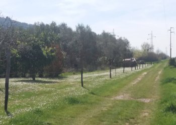 Foto 5 - Terreno agricolo via don sturzo
 
-, San Giuliano Terme - foto 5