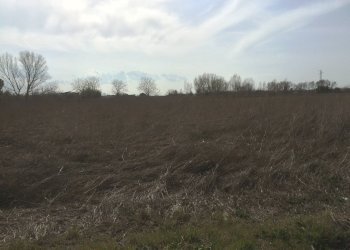 Foto 2 - Terreno agricolo Via Livornese, Pisa - foto 2