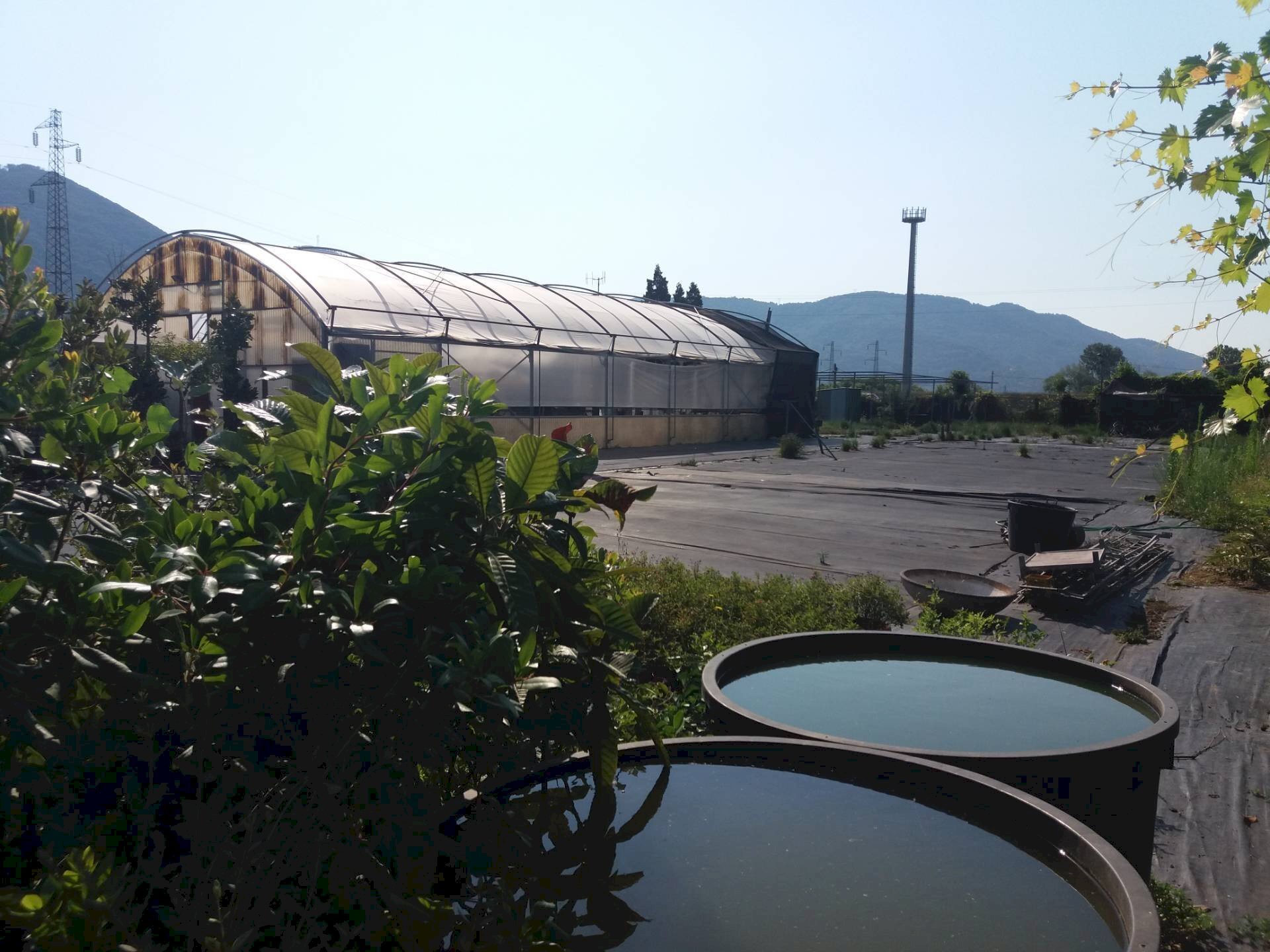 Foto 1 - Terreno agricolo viale gambacorti
 
-, Vecchiano - foto 1