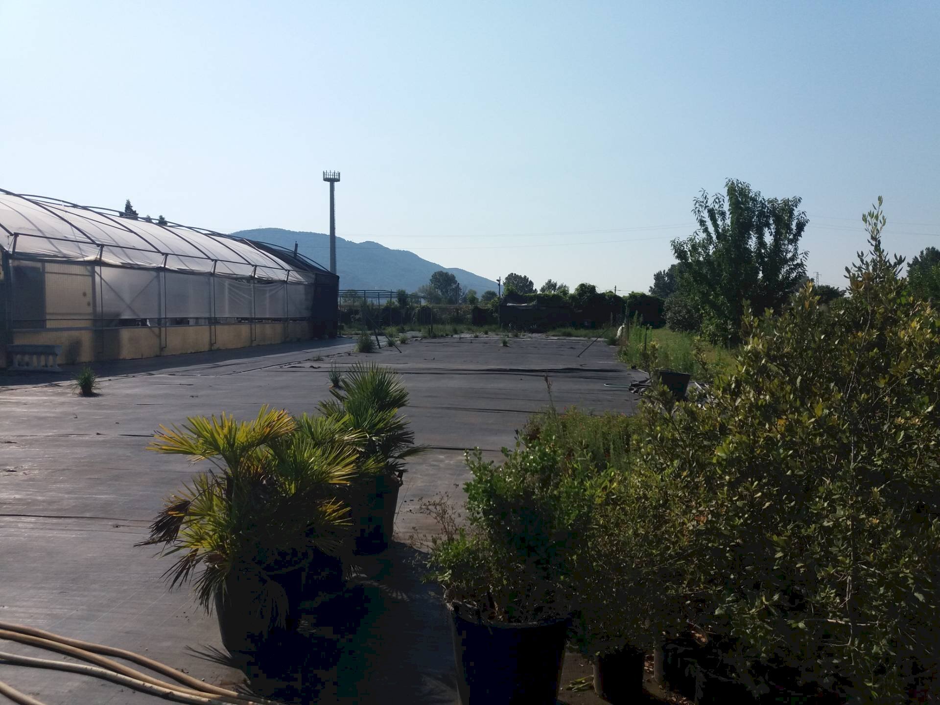 Foto 2 - Terreno agricolo viale gambacorti
-, Vecchiano - foto 2