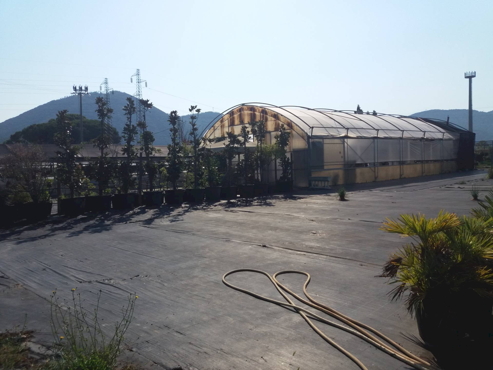 Foto 3 - Terreno agricolo viale gambacorti
-, Vecchiano - foto 3