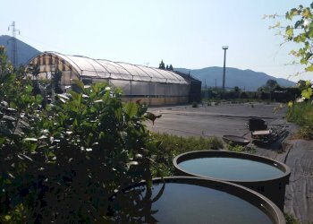 Foto 1 - Terreno agricolo viale gambacorti
-, Vecchiano - foto 1