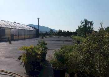 Foto 2 - Terreno agricolo viale gambacorti
-, Vecchiano - foto 2