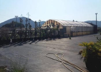 Foto 3 - Terreno agricolo viale gambacorti
-, Vecchiano - foto 3