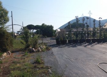 Foto 4 - Terreno agricolo viale gambacorti
-, Vecchiano - foto 4