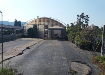 Foto 5 - Terreno agricolo viale gambacorti
-, Vecchiano - foto 5