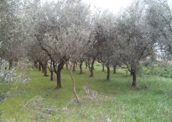 Foto 1 - Terreno agricolo via martiri della liberazione, San Giuliano Terme - foto 1