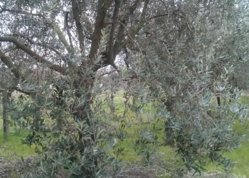 Foto 2 - Terreno agricolo via martiri della liberazione, San Giuliano Terme - foto 2