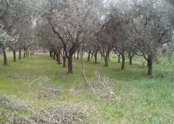 Foto 3 - Terreno agricolo via martiri della liberazione, San Giuliano Terme - foto 3