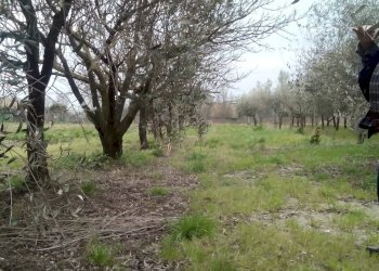 Foto 4 - Terreno agricolo via martiri della liberazione, San Giuliano Terme - foto 4