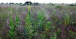 Foto 3 - Terreno agricolo via ulisse dini
 
-, San Giuliano Terme - foto 3