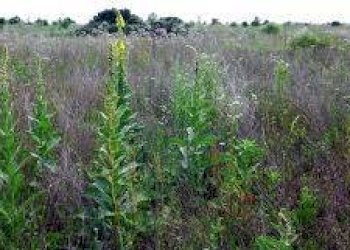 Foto 3 - Terreno agricolo via ulisse dini
-, San Giuliano Terme - foto 3