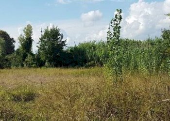 Foto 6 - Terreno agricolo via ulisse dini
-, San Giuliano Terme - foto 6