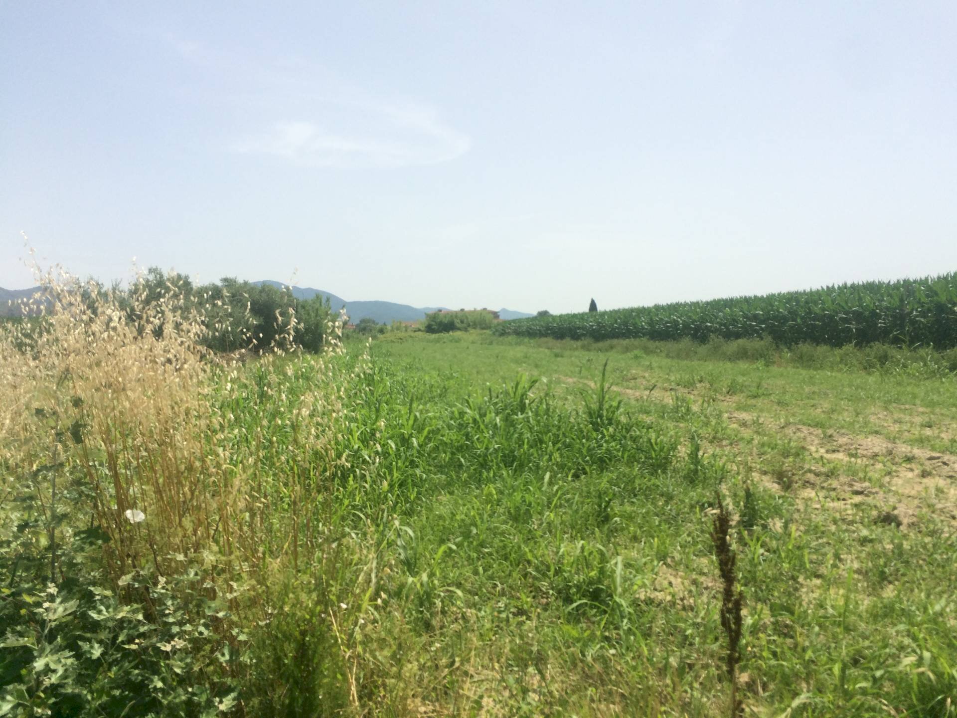 Foto 1 - Terreno agricolo via amedeo, Vecchiano - foto 1