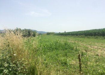 Foto 1 - Terreno agricolo via amedeo, Vecchiano - foto 1