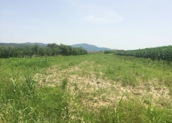 Foto 1 - Terreno agricolo via dei salcetti, Vecchiano - foto 1