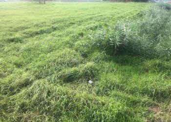 Foto 2 - Terreno edificabile Via Aurelia Nord
12, Pisa - foto 2