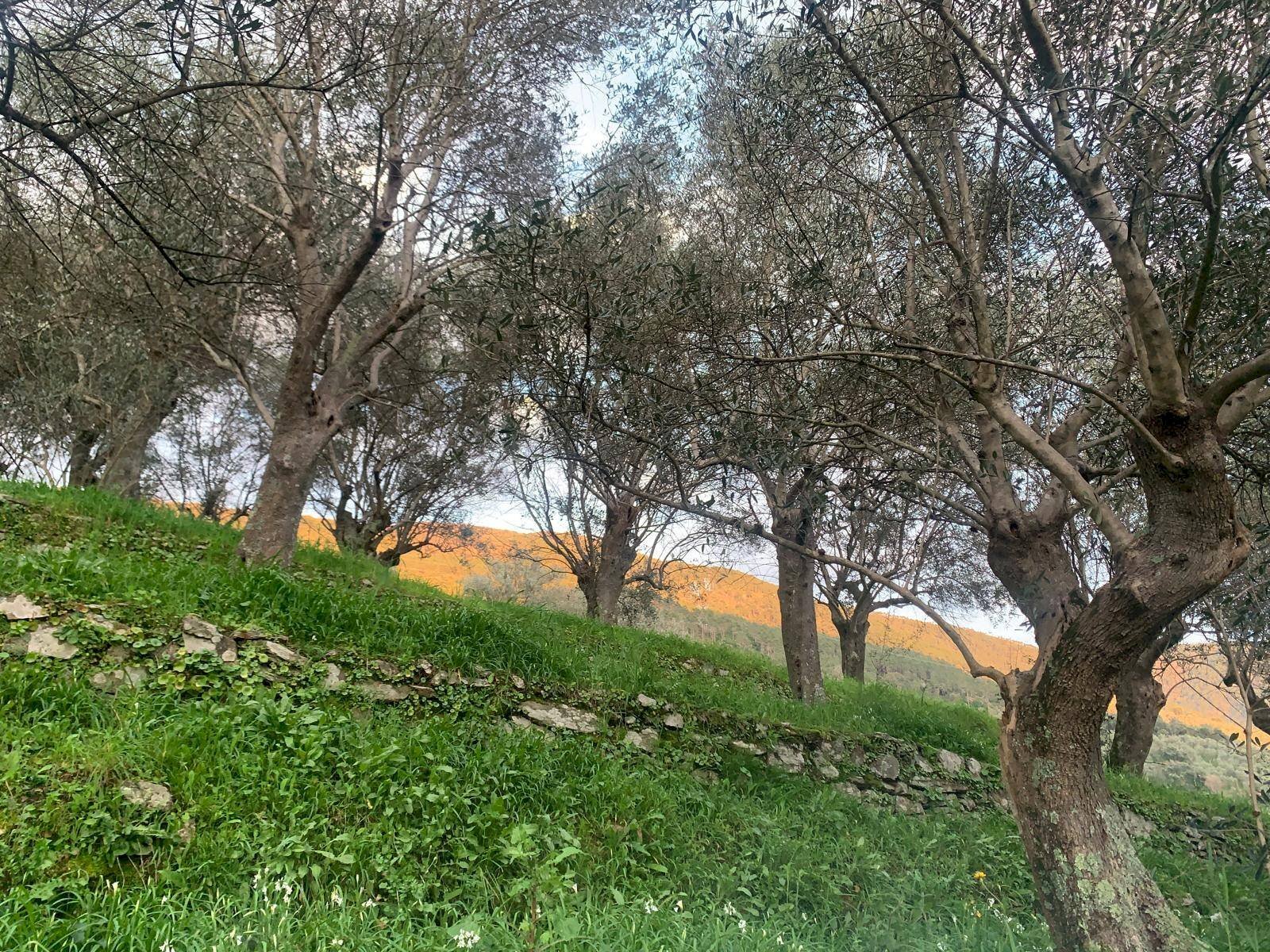 Foto 2 - Terreno agricolo località la valle
-, San Giuliano Terme - foto 2