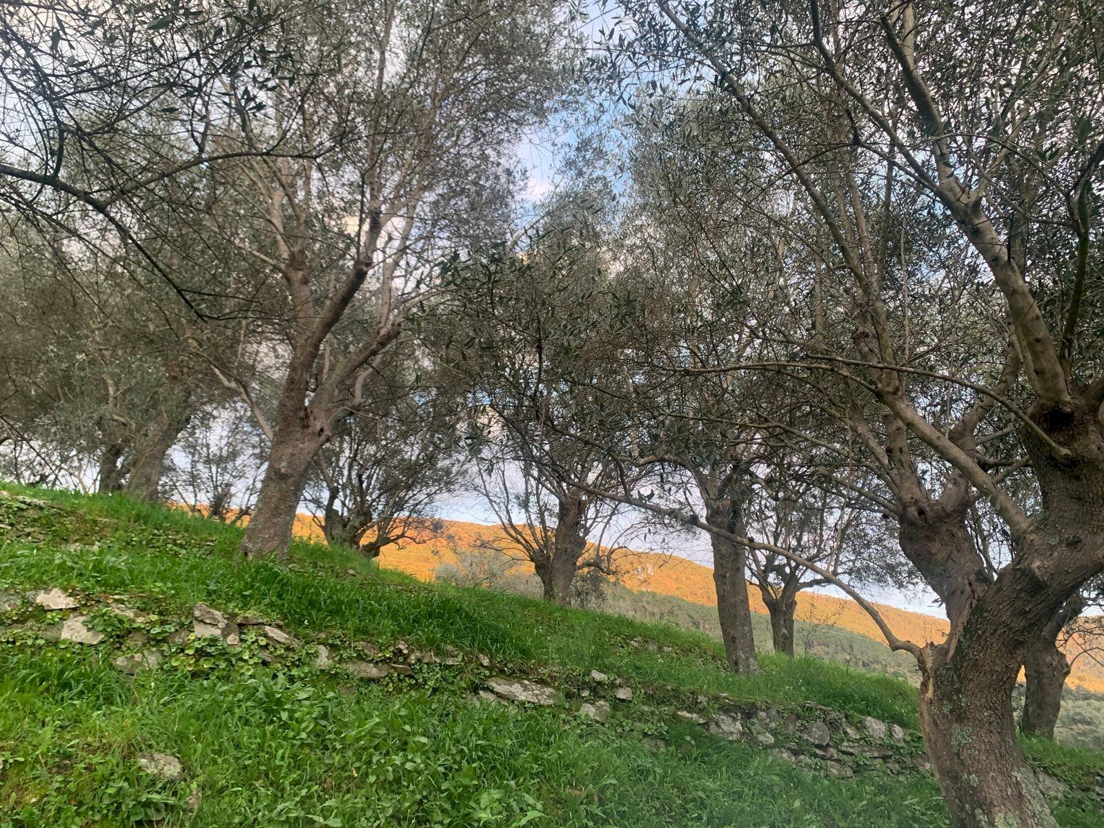 Foto 3 - Terreno agricolo località la valle
-, San Giuliano Terme - foto 3