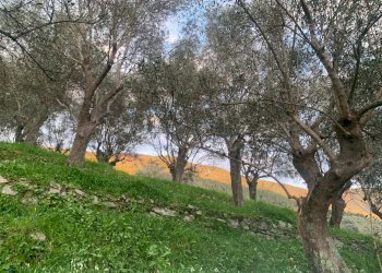 Foto 1 - Terreno agricolo località la valle
 
-, San Giuliano Terme - foto 1