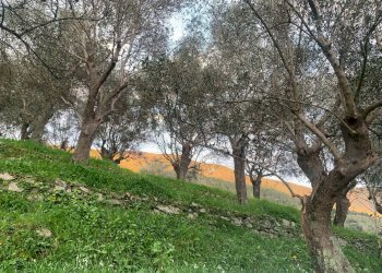 Foto 2 - Terreno agricolo località la valle
 
-, San Giuliano Terme - foto 2