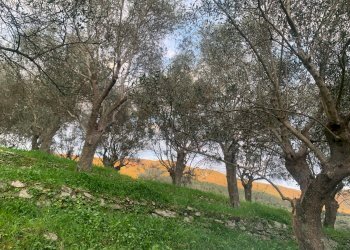 Foto 3 - Terreno agricolo località la valle
 
-, San Giuliano Terme - foto 3