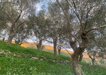 Foto 4 - Terreno agricolo località la valle
 
-, San Giuliano Terme - foto 4