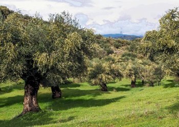 Foto 5 - Terreno agricolo località la valle
 
-, San Giuliano Terme - foto 5