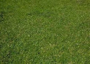 Foto 7 - Agricultural land via piantalbis
 
129, Cascina - photo 7