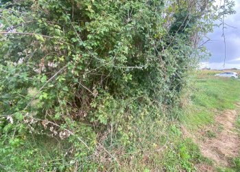 Foto 9 - Agricultural land via di mezzo sud
 
86, Cascina - photo 9