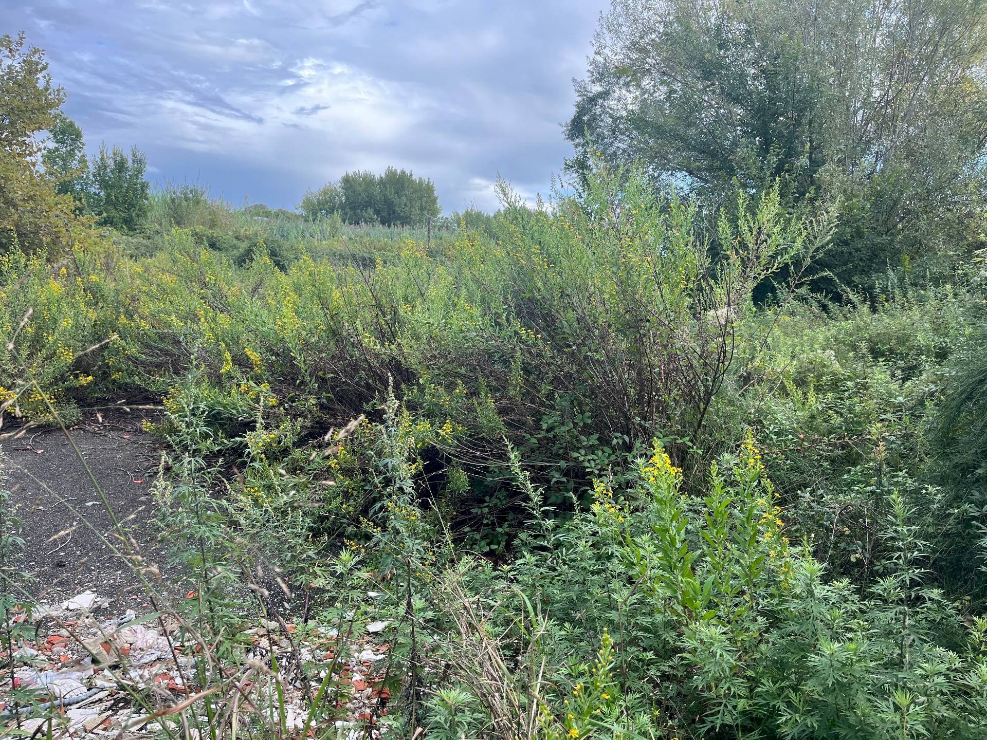 Foto 2 - Terreno agricolo via fiorentina, Pisa - foto 2