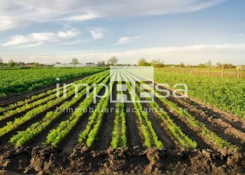 Foto 1 - Terreno agricolo via San Romano, Ponte di Piave - foto 1