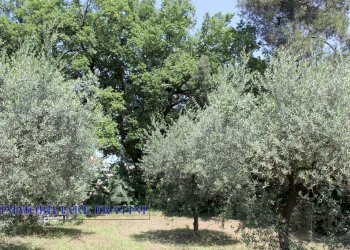 Foto 14 - Terreno edificabile Via Villa Morganti, Colli del Tronto - foto 14