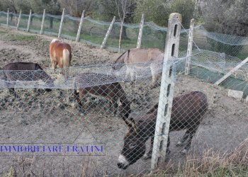 Foto 5 - Agricultural land Contrada Valle San Martino
 
snc, Appignano del Tronto - photo 5